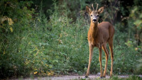 srna roe-deer-880581 1280